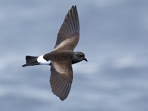 Wilson's storm petrel